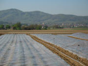Tele-Blick nach S�den auf Endingen und den Kaiserstuhl am 17.4.2007