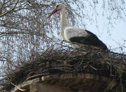 Storch in Nest 18 in der Krone einer abgesägten Birke 