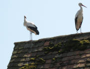 Sie und Er - R�cken an R�cken auf einem Dach in Holzen im Markgr�flerland am 19.4.2007
