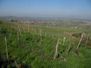 Blick vom Westhang des Galgenbergs ob Amoltern nach Westen zu K�nigschaffhausen am 15.4.2007