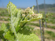 Bl�hende Rebe bei Laufen am 19.4.2007