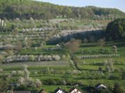 Tele-Blick nach Süden über Niedereggenen zum Hagschutz am 18.4.2007 - blühender Frühling!