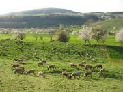 Blick vom Pfilbuck zwischen Feldberg und Schallsingen nach Norden auf Gennenbach am 18.4.2007
