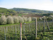 Blick von Talmatten nach S�den auf Liel am 18.4.2007