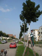 Baumst�mme auf dem Sch�tzenalleetunnel wei� gestrichen - Horst am30.8.2007