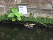 Ente im Gewerbebach bei der Insel am 1.9.2007