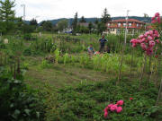Blick nach Nordwesten zum Interkulturellen Garten in Littenweiler am 23.8.2007