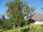 20 Jahre alter Apfelbaum Rote Klosters am Hammerhof in Oberried-Vörlinbsach am 26.8.2007