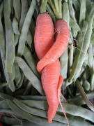 Zwei eng verschlungene M�hren am 30.8.2007