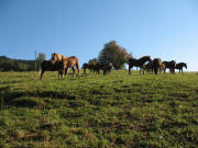 Pferde oberhalb vom Thomashof am 26-8-2007 in der Morgensonne