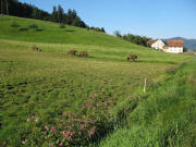 Blick nach S�den �ber den Rechtenbach mit Springkraut zum Kochh�usle am 26.8.2007