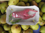 Rettich am 23.8.2007 auf dem Freiburger M�nstermarkt