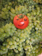 Auch eine Tomate kann eine sch�ne Nase haben