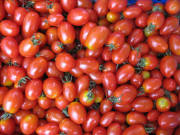 Coctail-Tomaten am 10.8.2007 auf dem Münstermarkt