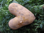 Herzf�rmige Kartoffel auf dem M�nstermarkt am 6.12.2007