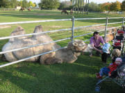 Kamele streicheln am 9.10.2007 am Mundenhof