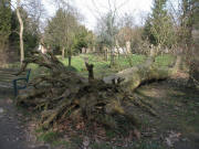 Von Lothar gef�llter Baum im Alten Friedhof am 23.2.2007