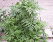 Junge Ambrosia-Pflanze an einem Vogelfutterplatz im Privatgarten am 10.8.2006