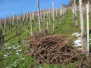 In den Reben auf dem Fohrenberg am 28.1.2007