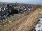 Blick vom Fohrenberg �ber Chardonnay-Reben nach Westen auf Ballrechten am 28.1.2007