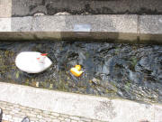 Ente und Steinmetzkunst "�berfischt" im B�chle am 20.7.2007 um 12.05 Uhr