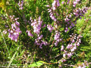 Erika zwischen Baldenweger und Zastler H�tte am 6.8.2007