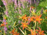 Hemerocalis (Sommerflieder, Schmetterlingsstrauch) oben, Taglilie vorne