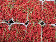Rote Johannisbeeren so weit das Auge reicht am 30.6.2007