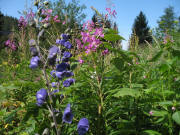 Wilder Rittersporn bei der Zastler H�tte am 6.8.2007