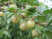 Stachelbeeren am 14.7.2007#