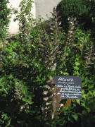Akanth am 24.6.2007 bei der Johanneskapelle in Zarten