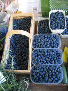 Erste Heidelbeeren am 16.6.2007 bei Ralf Meissler aus Merzhausen