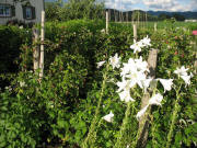 Himbeeren und Lilien am 21.6.2007 am Breitehof 