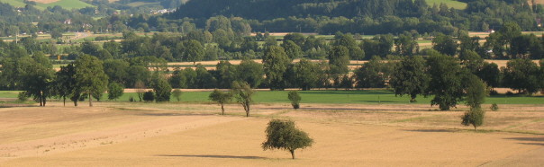 Blick vom Attental ins Dreisamtal nach Süden über Dinkel und Roggen (links) am 21.6.2007