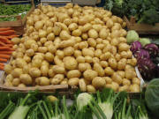 Kartoffeln "Berber" aus dem Lößboden von Eichstetten am 9.6.2007