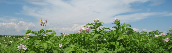 Lila bl�hende Kartoffeln der Sorte Estrelle bei Forchheim am 17.6.2007