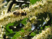 Kastanienbl�te mit Biene am 18.6.2007