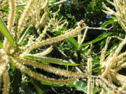 Kastanienbl�te mit Biene am 18.6.2007