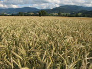 Blick nach Osten im Dreisamtal zwischen Ebnet und Stegen am 21.6.2007: Roggen