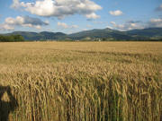 Blick nach Osten vom Attental ins Dreisamtal nach Stegen am 21.6.2007: Weizen