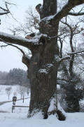 Blick nach Westen zur Gerichtseiche im Winter 2005/2006