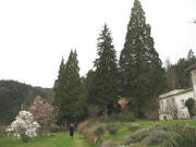 Blick nach Westen am 18.3.2007 zu den Mammutb�umen bei Vila Mez