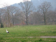 Blick nach S�dosten zum Dreisamsteg am 16.3.2007 um 17 Uhr
