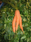 M�hre mal 3 am 1.12.2007