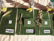 BEKI-R�tsel am H�uslemaierhof am 20.10.2007: Welches Getreide?