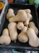 Butternut -Speisek�rbis am 4.10.2007 