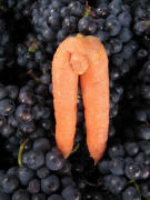 M�hre auf Trauben am 11.10.2007 - was ist schon dabei?