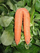 M�hre(nr�ckseite) auf Salat am 11.10.2007