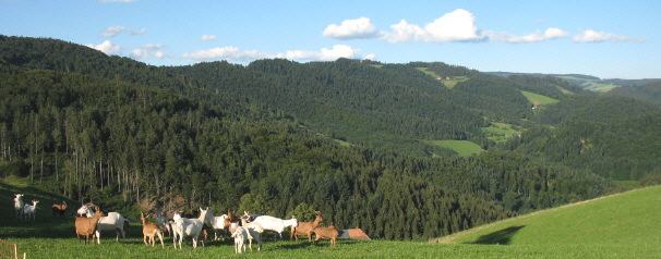 Blick vom Salzhof Hintereschbach nach Nordosten zum Langeckhof und Hornberg ob St.Peter am 30.7.2007