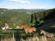 Blick nach Nordosten �ber den Salzhof in Hintereschbach am 30.7.2007